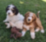Sugar's Bernedoodle babies 8 wks old.jpg