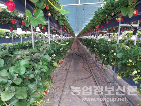 [토탈맥 뉴스] 식물LED전구 이용 차광 후에도 보광재배로 상품성 증가