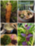 Collage_20240706_154257.jpg