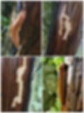 Collage_20240706_073244.jpg