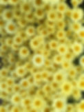 Blumen4.jpeg