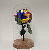 Forever Rainbow Rose in 8" Crystal Dome