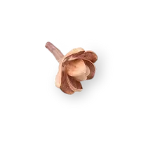 bridal flowers