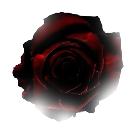 Rosa decorativa