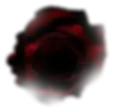 Rosa decorativa