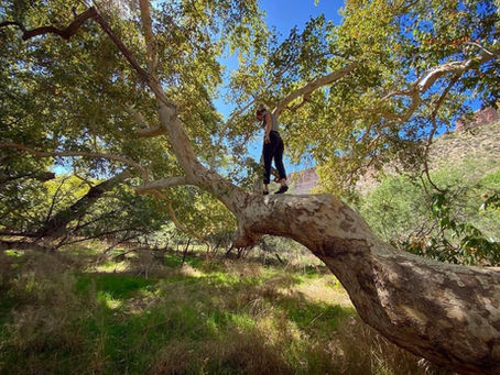 Funga's Favorite Trees