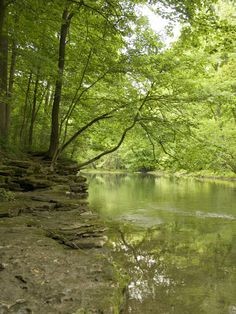 Bellbrook Park 1