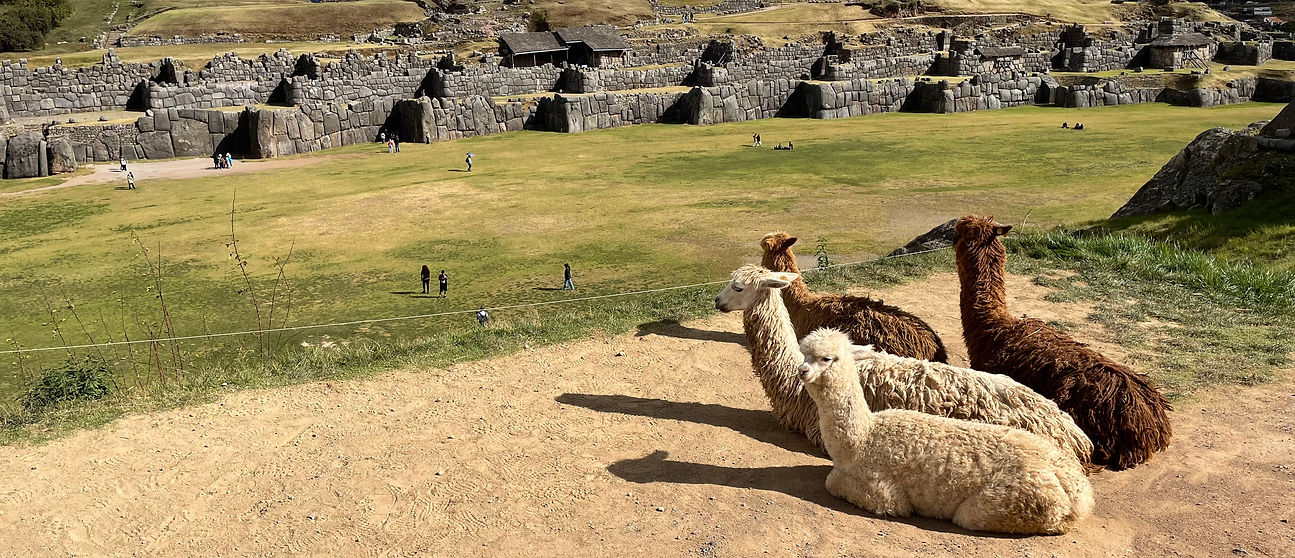 alpacas in front of walls.jpg