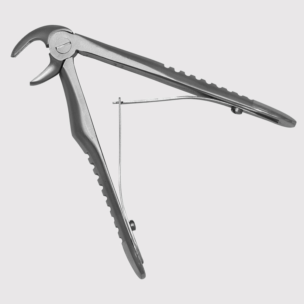 Lower Molars And Premolars