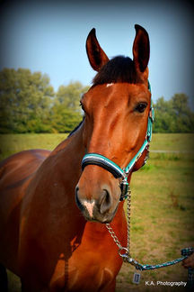 LEKI W APTECZCE STAJENNEJ