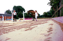 Kupno swojego pierwszego konia 1#