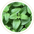 Menta sabor.png