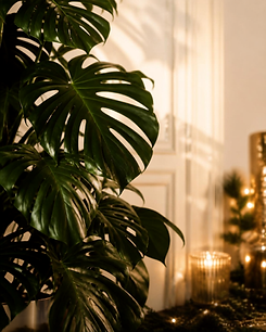 PlantBackdrop.png