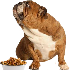 bull dog