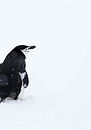 Chinstrap penguin