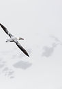 Wandering albatross
