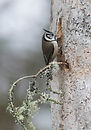 Crested tit