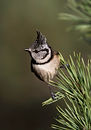 Crested tit