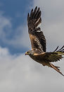 Red kite