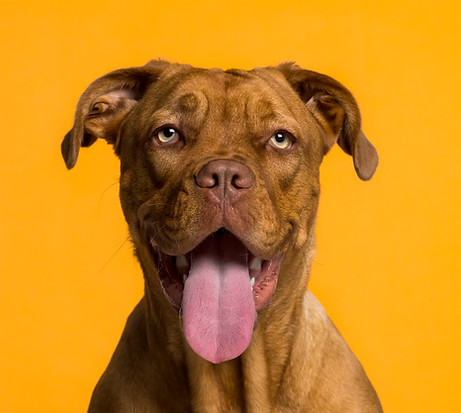 Dog's Portrait
