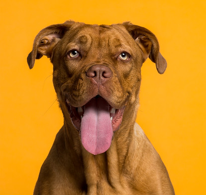 Hund Porträt von einem Boxer
