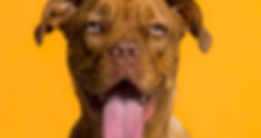 Dog's Portrait