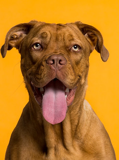 Dog's Portrait