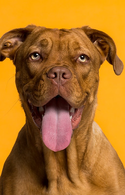 Dog's Portrait