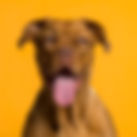 Portrait de chien