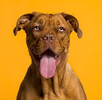 Dog's Portrait