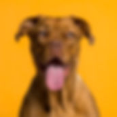 犬の肖像画