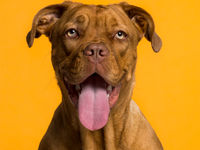 AHS Helps Senior Dogs Stay in Loving Homes