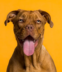 Dog's Portrait 
