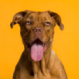 Dog's Portrait