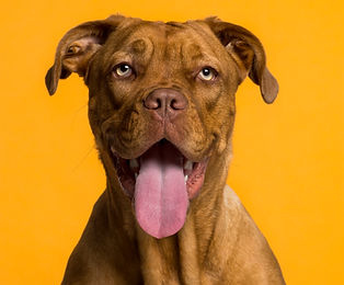 Retrato do cão 