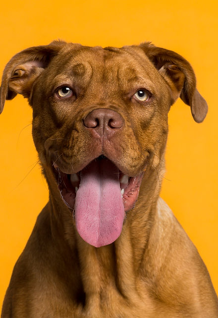 Dog's Portrait