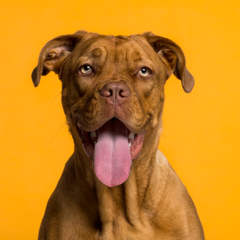 Dog's Portrait