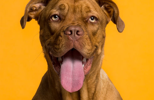 Dog's Portrait