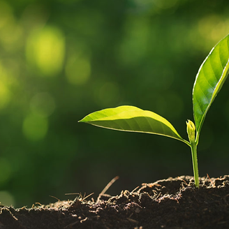 sapling image tree.png