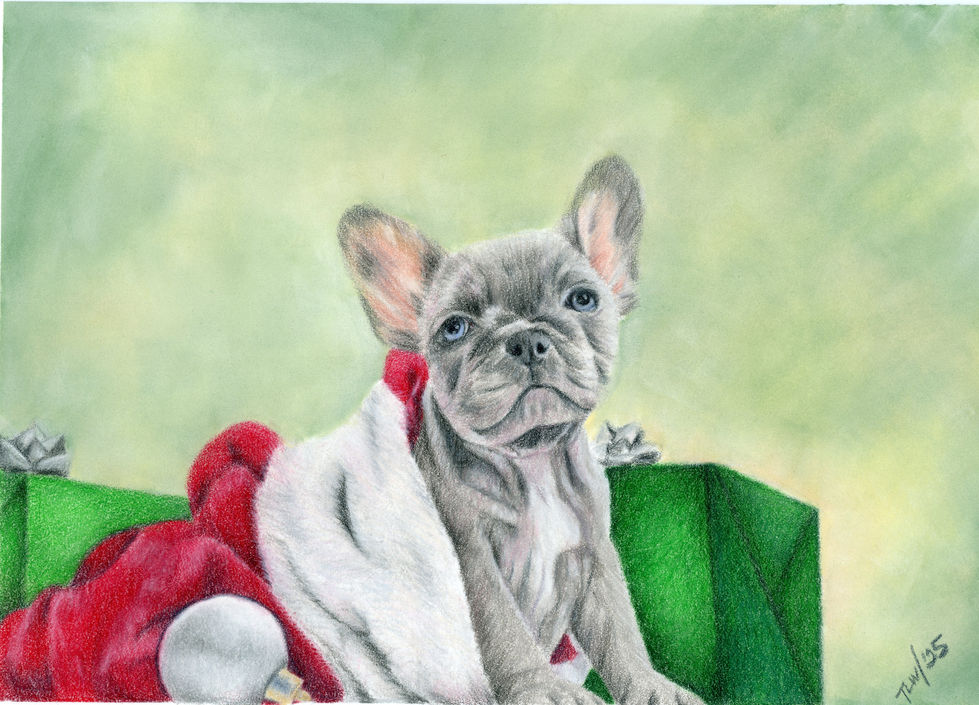 christmas french bulldog img047