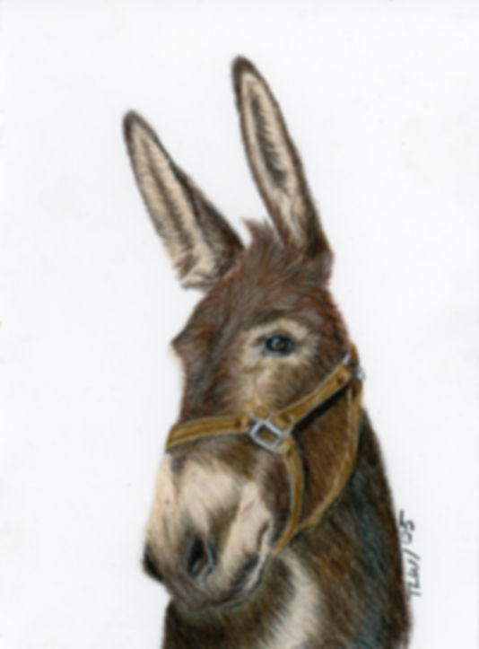 Henry the Donkey (5x7)