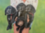 Puppy Love