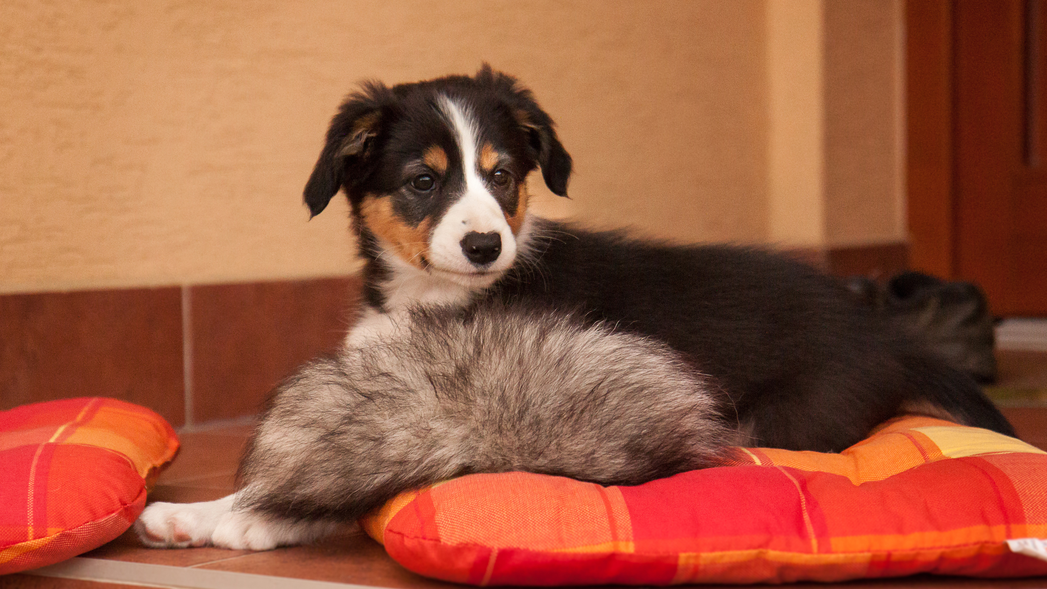 Border Collie Roya Elkeeava "Eli"