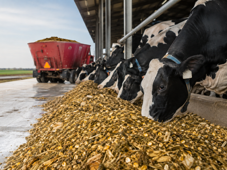 Dairy cows eating feed on an Ontario dairy farm