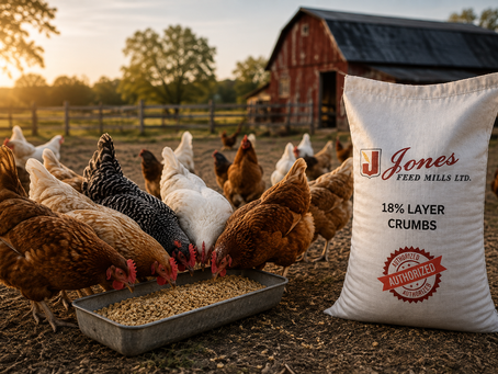 Laying hens eating chicken feed on an Ontario farm