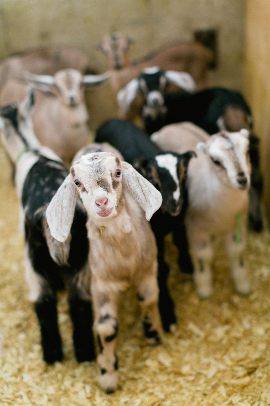 Thumbnail: 🐐Kid Goat Day at River’s Edge Goat Dairy APRIL 11