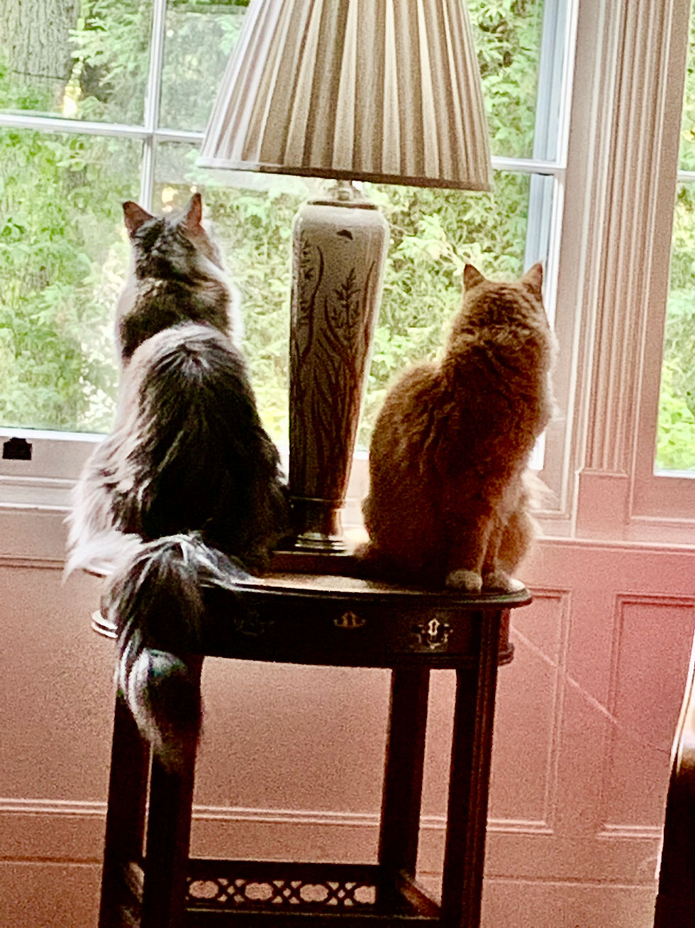 Resident Cats