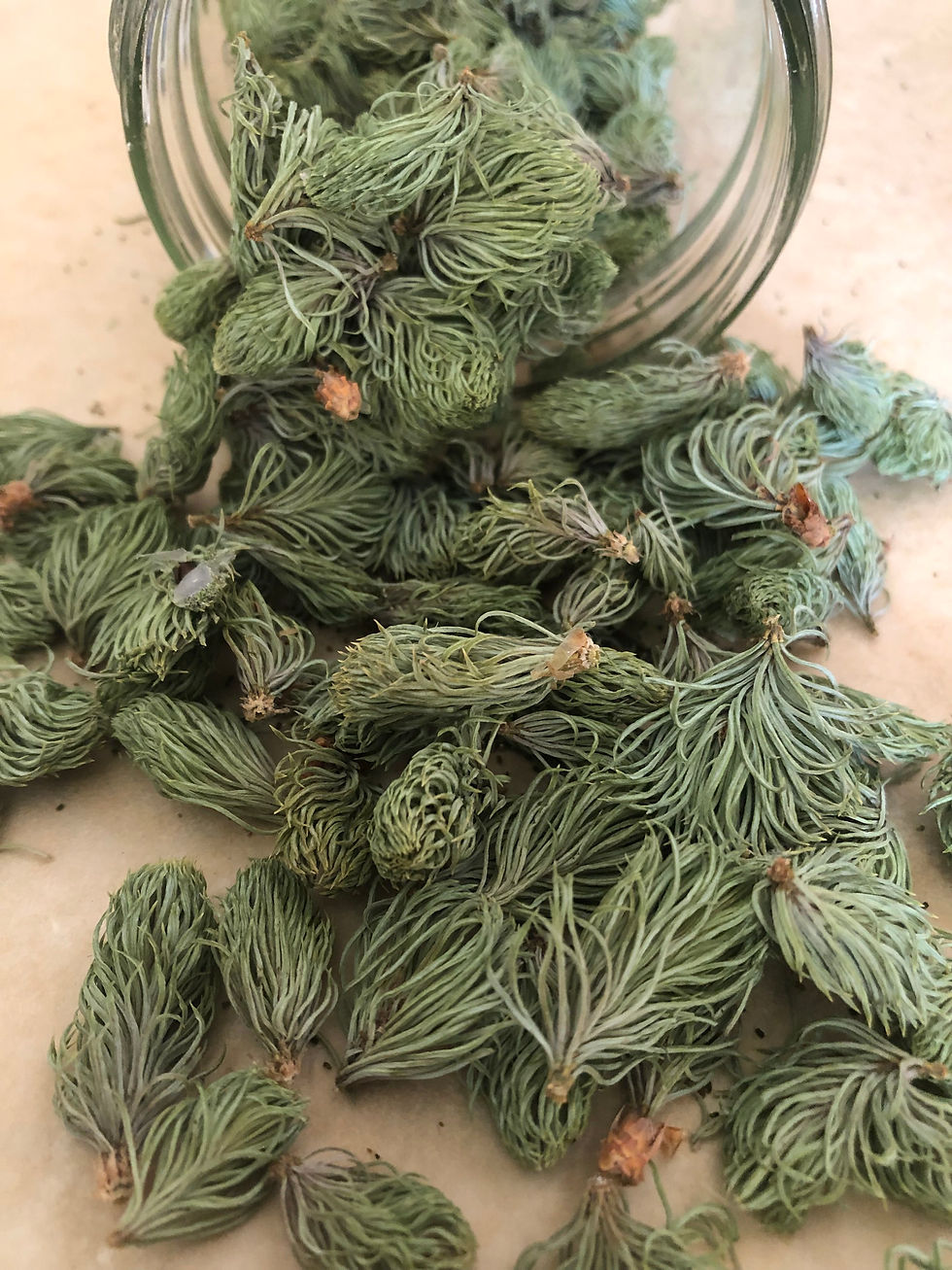Thumbnail: Evergreen Tips