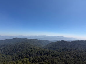 Rosebank is in talks about two potential acquisitions