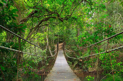 randonnee-jungle-khao-yai-thailande
